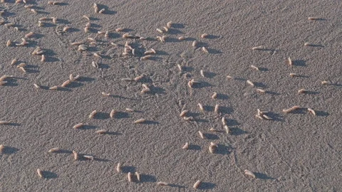 Dozens of larvae along a beach 스톡 동영상 140995704