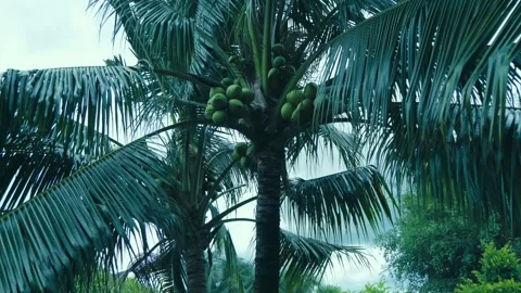 Dozens of massive green coconuts are growing on a tall palm tree Видео 333328969