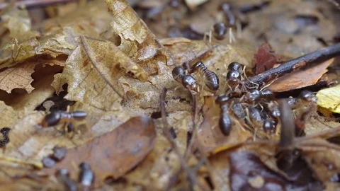 Dozens of Terrestrial Termites, Foraging on the Surface 库存影片 77049216