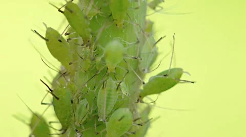 Dozens of Tiny Aphids Feeding on a Plant Stem. Video 4k Stockbeeldmateriaal 67205531
