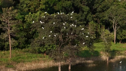 Dozens of white egrets nesting on a single lakeside tree… 🕊️🌿 스톡 동영상 342777139
