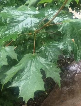 Дождь 写真素材