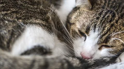 Dozing brown and white cat (close-up shot) 스톡 사진