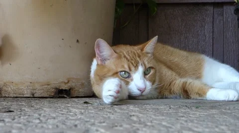 Dozing Cat Stock Footage 44093678