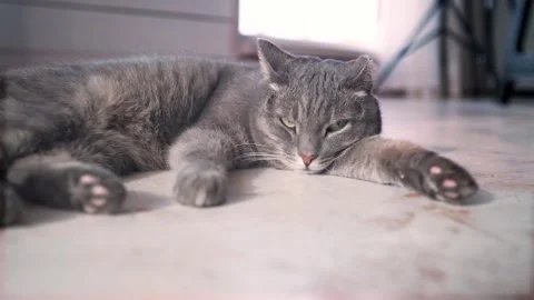 A dozing cat lies on the floor in a large bright room and basks in the sun Stock Footage 306012656