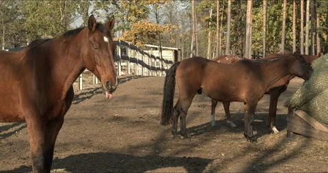 A dozing horse with missing front teeth and its tongue sticking out. Stock-Footage 327453227