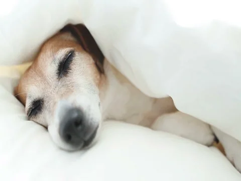 Dozing pup in the bed Vídeo Stock 75885021
