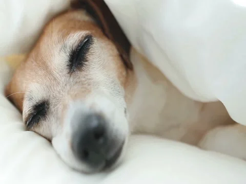Dozing sleeping cute dog Vídeo Stock 75884944