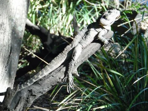 Dozing in the Sun 스톡 사진