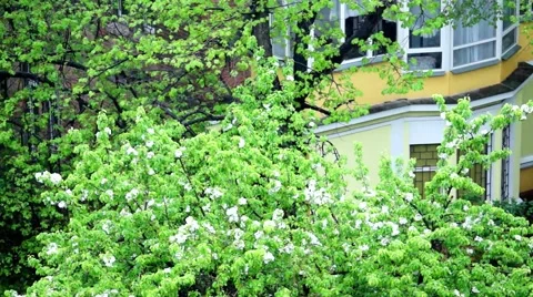 Dpi in flowering Apple trees in the rain. Stock Footage 49875013