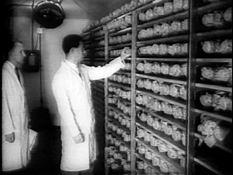 Dr. Jonas Salk discovers the polio vaccine 1955 Video stock 80744048