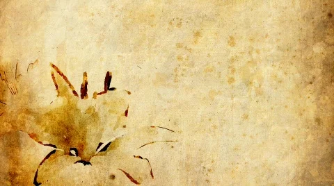 DR lilly1 Video stock 646665