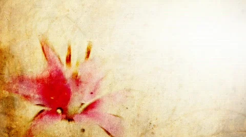 DR lilly2 Video stock 646710