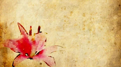 DR lilly3 Video stock 646797