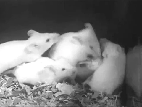 Dr. Sarah Stewart performs an experiment on newborn mice to study the potential Stock Footage 74875480