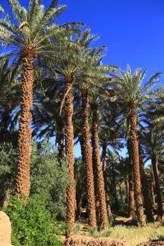 Draa valley Stock Photos