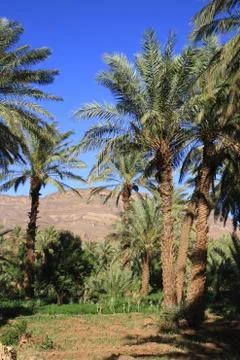 Draa valley Stock Photos
