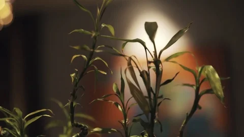 Dracaena braunii chinese curly bamboo spiral houseplant in glass vase Stock Footage
