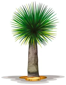 Dracaena draco Stock Illustration