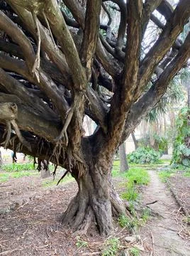 Dracaena draco trunk in spring in botany. Italy, Palermo. Stock Photos