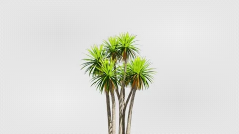 Dracaena Dragon Tree Swaying with wind Alpha Channel 3D Animation Stock Footage 333034235