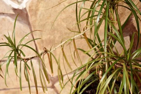 Dracaena edged in a classic interior. Selective focus, blur. Stock Photos