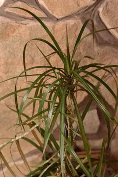Dracaena edged in a classic interior. Selective focus, blur. Stock Photos