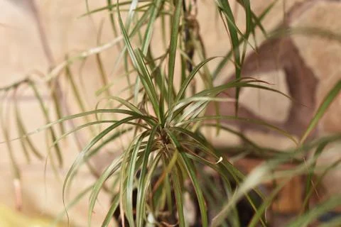 Dracaena edged in a classic interior. Selective focus, blur. Stock Photos