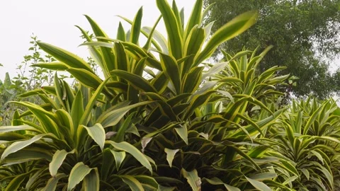 Dracaena fragrans Stock-Footage 332561272