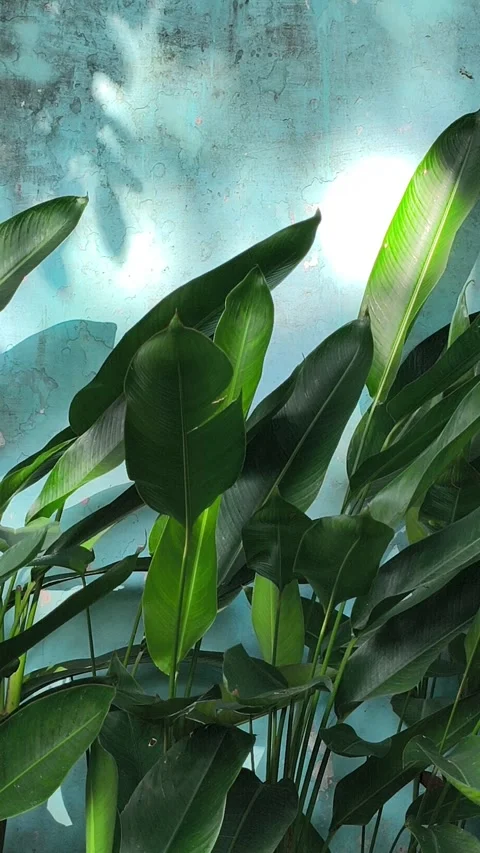 Dracaena Fragrans Plant Elegance Vidéo 333657166