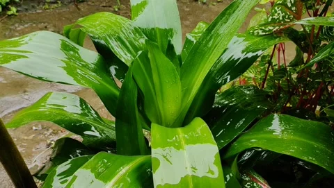 Dracaena fragrans which is drenched in a light rain Stock Footage 222262397