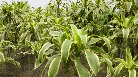 Dracaena Garden Stock-Footage 333998699