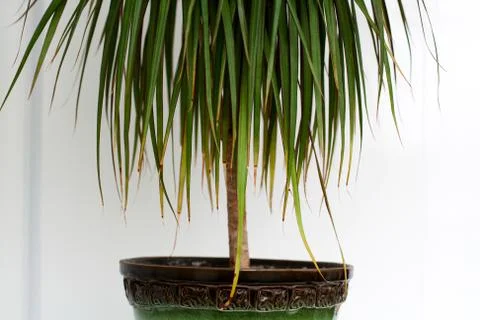 Dracaena isolated Foto stock