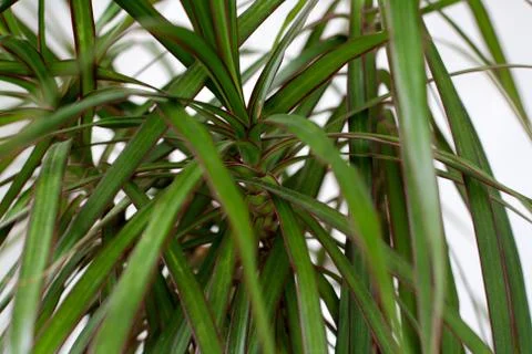 Dracaena leaves pattern Stock Photos