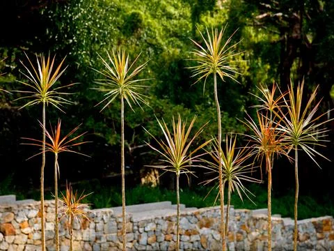Dracaena marginata or dragon tree red long leaves grass in garden Stock Photos