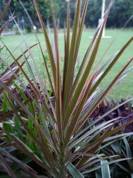 Dracaena marginata or Red edged dracaena tree thrives in garden 스톡 사진