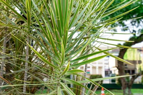 Dracaena marginata Stock Photos