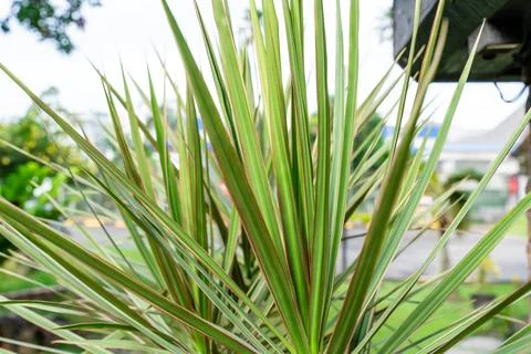 Dracaena marginata Stock Photos