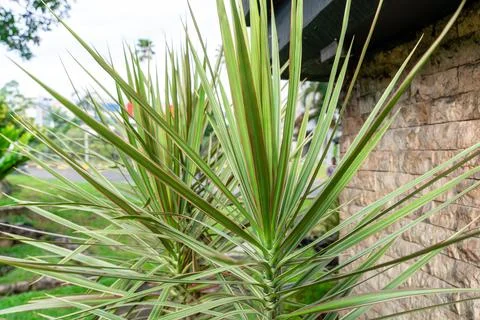 Dracaena marginata Stock Photos