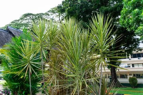 Dracaena marginata Stock Photos