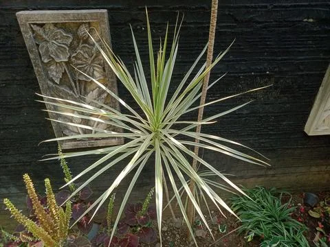 Dracaena marginata Stock Photos