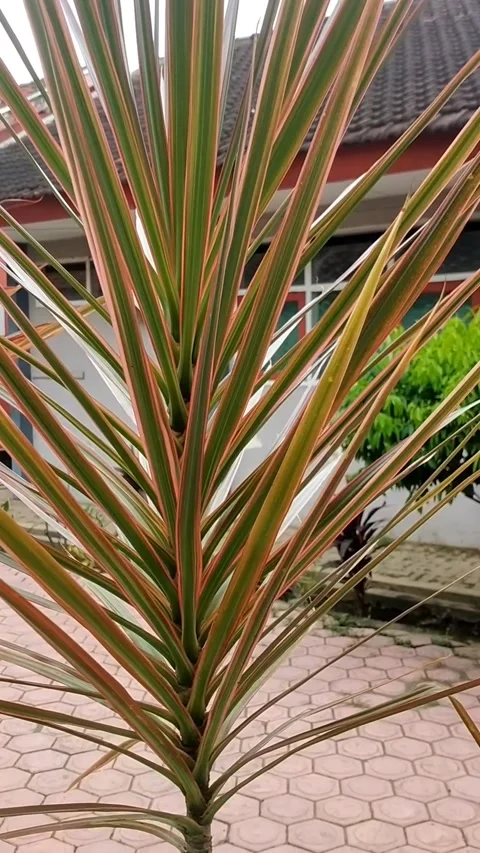 Dracaena marginata 'Tricolor' Stock Footage 325714995