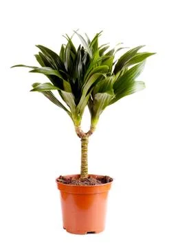 Dracaena Foto stock