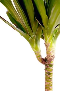 Dracaena Stock Photos