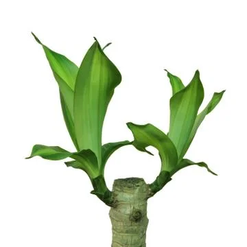 Dracaena Stock Photos