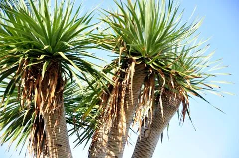 Dracaena Stock Photos