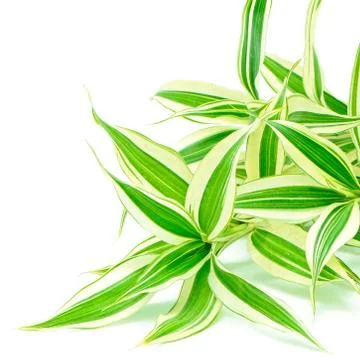 Dracaena Stock Photos