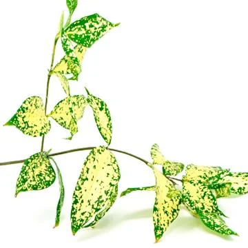 Dracaena Stock Photos