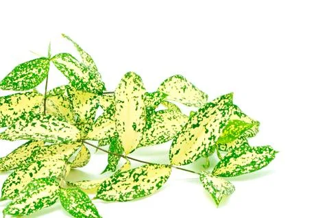 Dracaena Stock Photos
