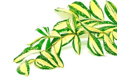 Dracaena Stock Photos